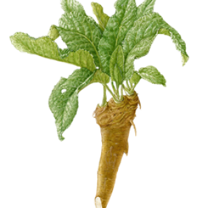 Horseradish PNG