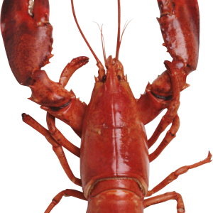 Lobster PNG
