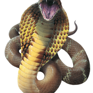 Cobra PNG