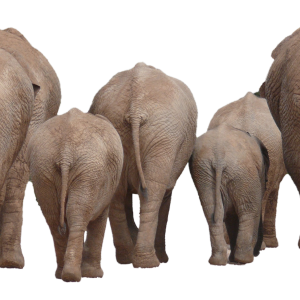Elephant PNG
