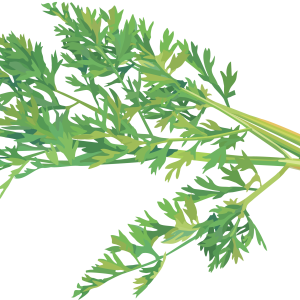 Carrot PNG