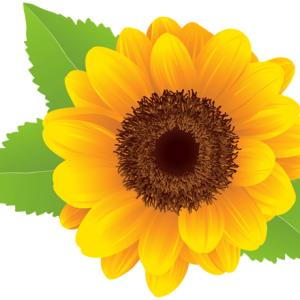 Sunflower PNG
