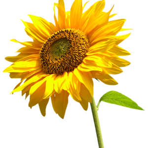 Sunflower PNG