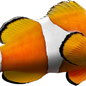 Fish PNG