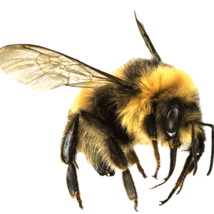 Bee PNG