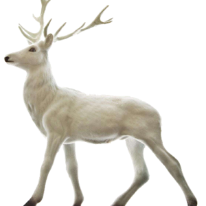 Santa Claus's reindeer PNG