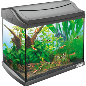 Aquarium PNG