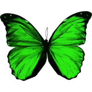 Green flying butterfly PNG image