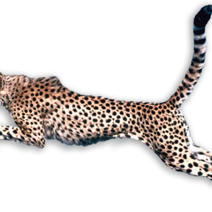 Cheetah PNG