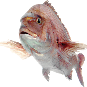 Fish PNG