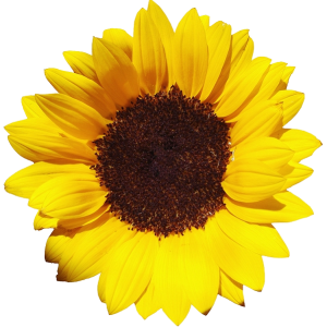 Sunflower PNG