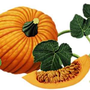 Pumpkin PNG image