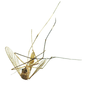 Mosquito PNG