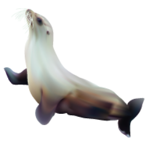 Harbor seal PNG