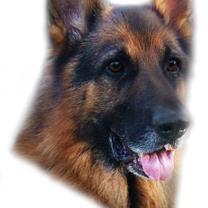 German Shepherd PNG