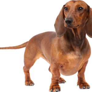 Dachshund PNG