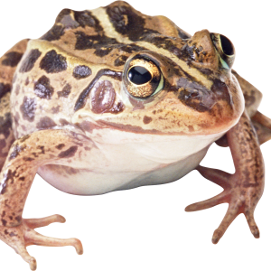 Frog PNG