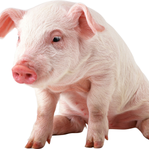 pig PNG image