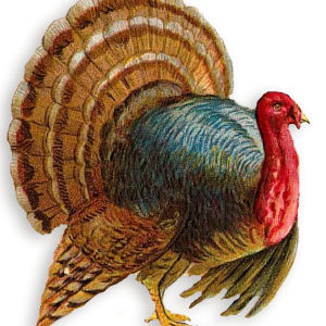 Turkey bird PNG