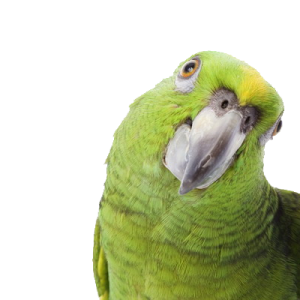 Green parrot PNG image, free download