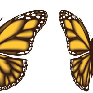 Butterflies PNG