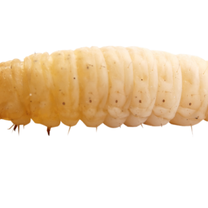 Maggot PNG