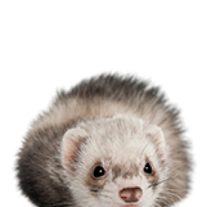 Ferret PNG