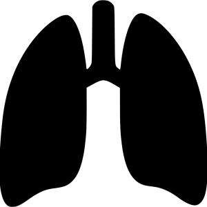 Lungs PNG