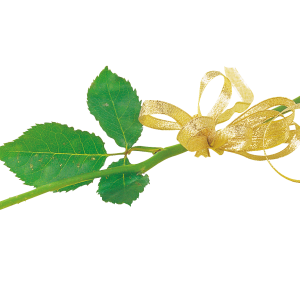 Rose PNG