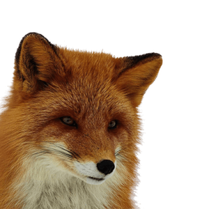 Fox PNG