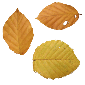 autumn PNG leaf