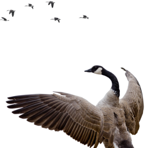 Goose PNG