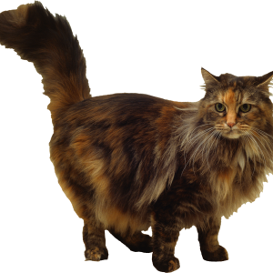 Cat PNG