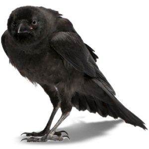 Raven PNG