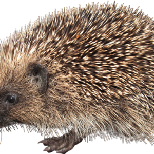 Hedgehog PNG