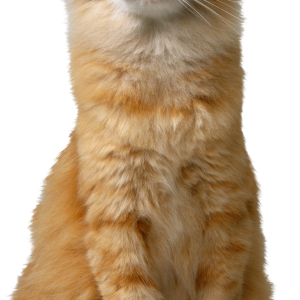 Big orange cat PNG