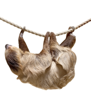 Sloth PNG
