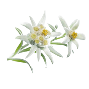 Edelweiss PNG