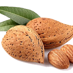 Almonds with leaves PNG