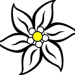 Edelweiss PNG