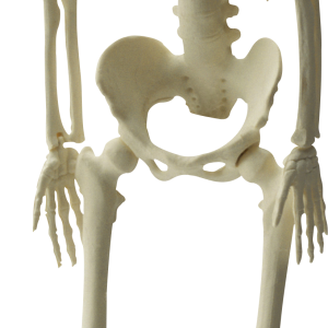 Skeleton PNG