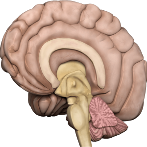 Brain PNG