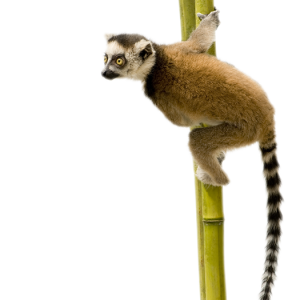 Lemur PNG