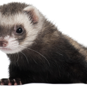 Ferret PNG