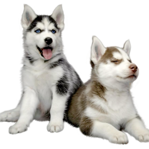 Husky PNG
