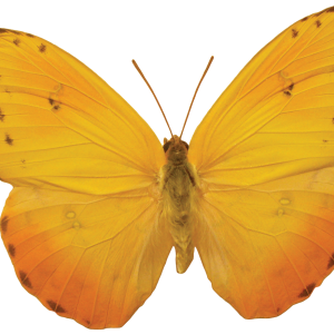 Orange butterfly PNG image, butterflies free download