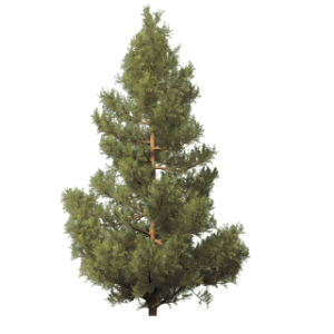 Fir-tree PNG image