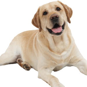 Dog PNG