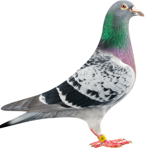 Pigeon PNG