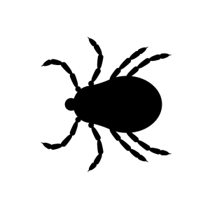 Tick insect PNG